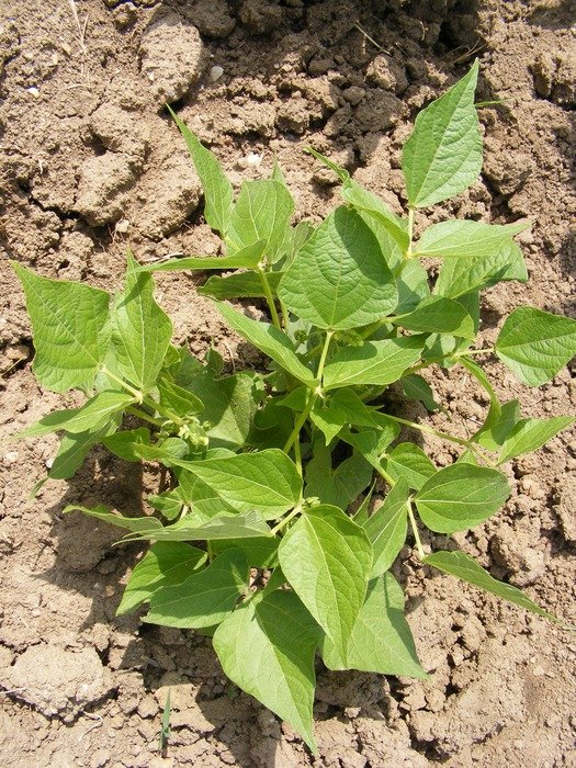 bush beans
