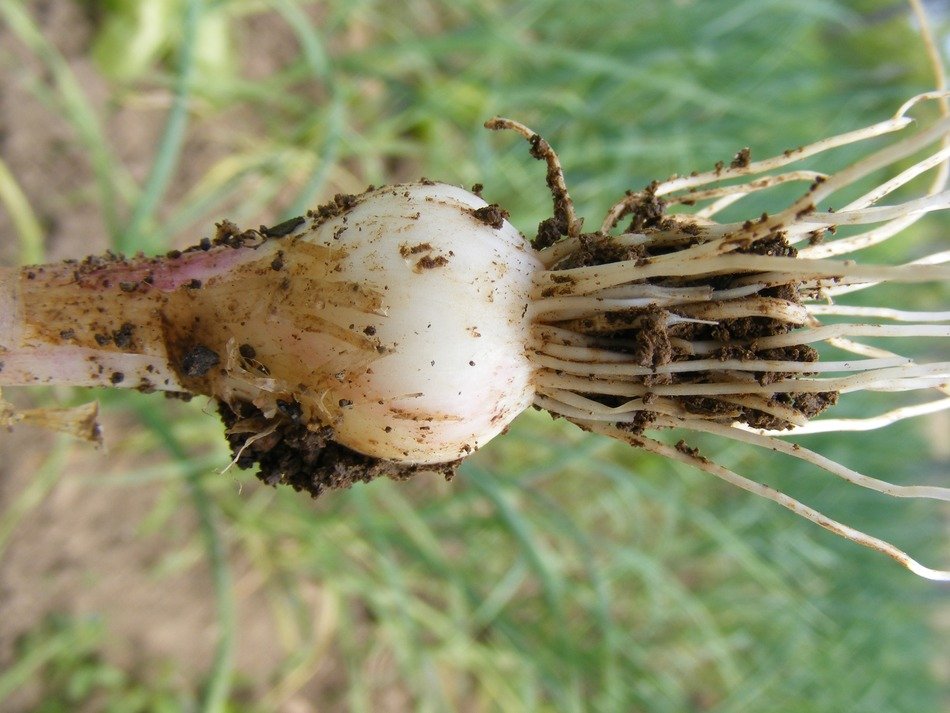 Macro photo of fresh garlic in spring