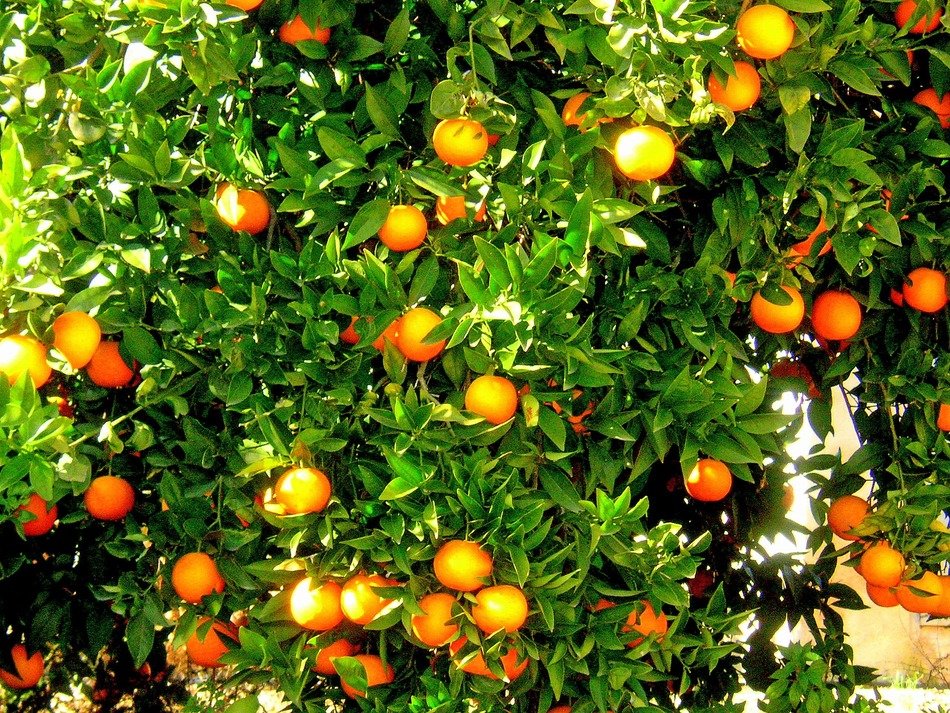 oranges on a green tree in Spain