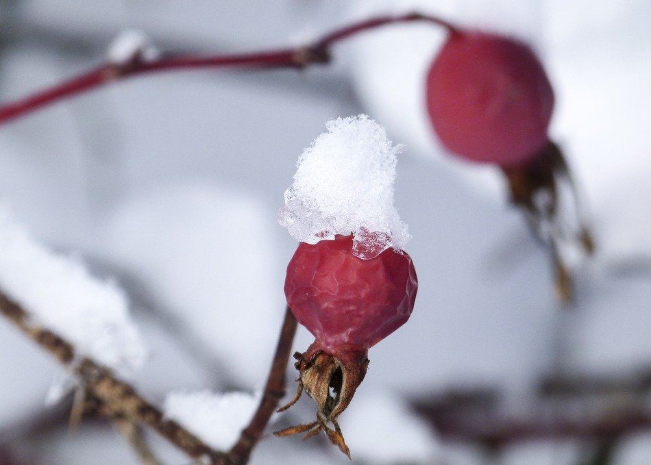 dig rose berries under snow