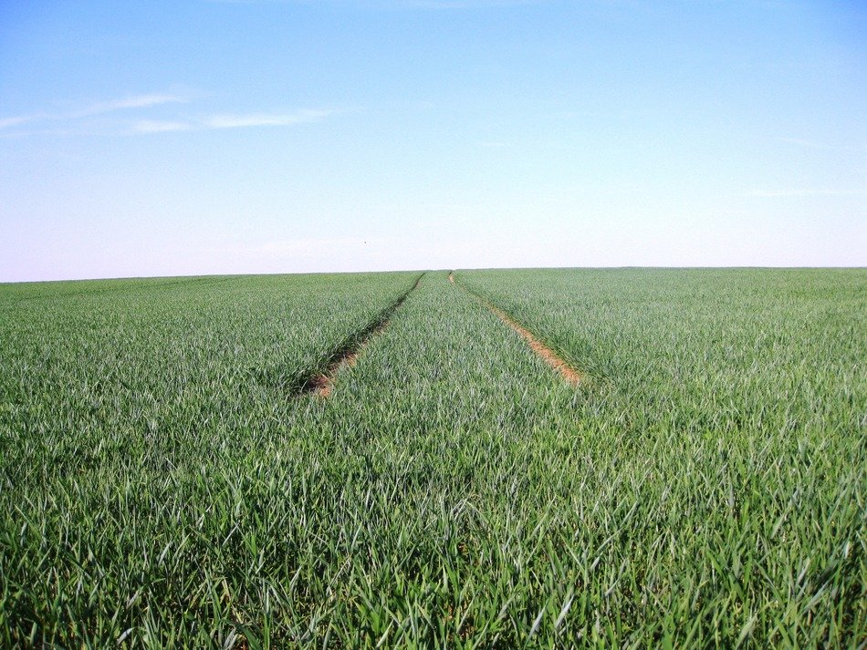 picture of the green field