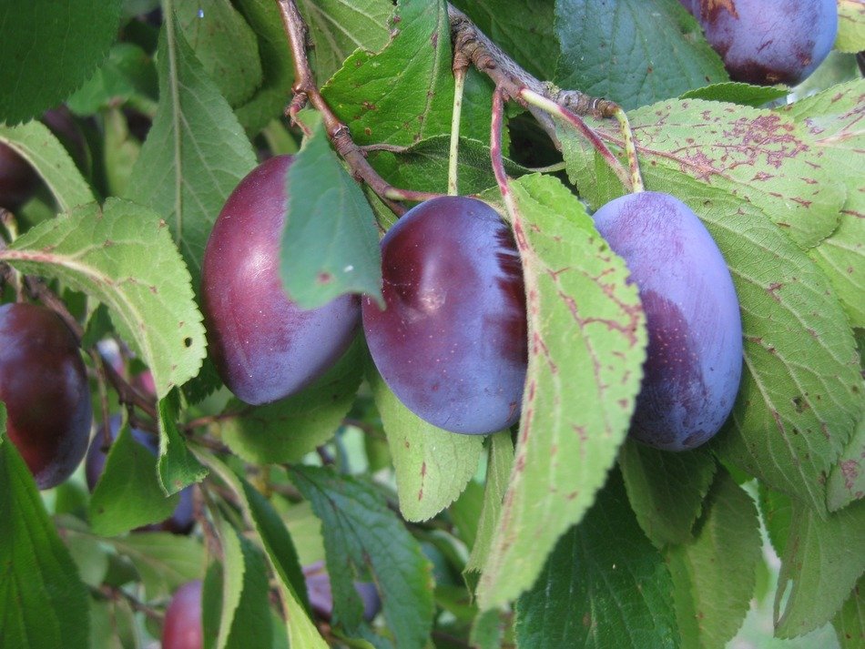 plums on a branch with leaves