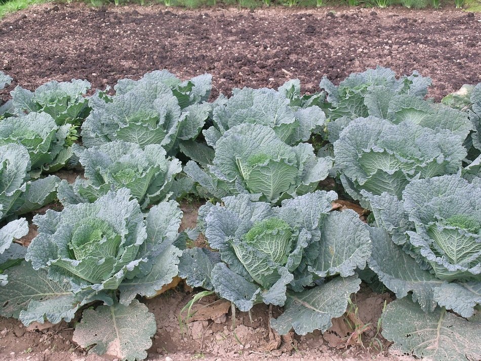 garden verze