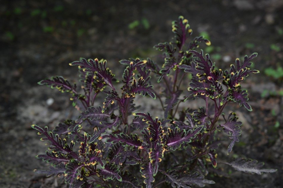 Natural beatiful violet and yellow plant