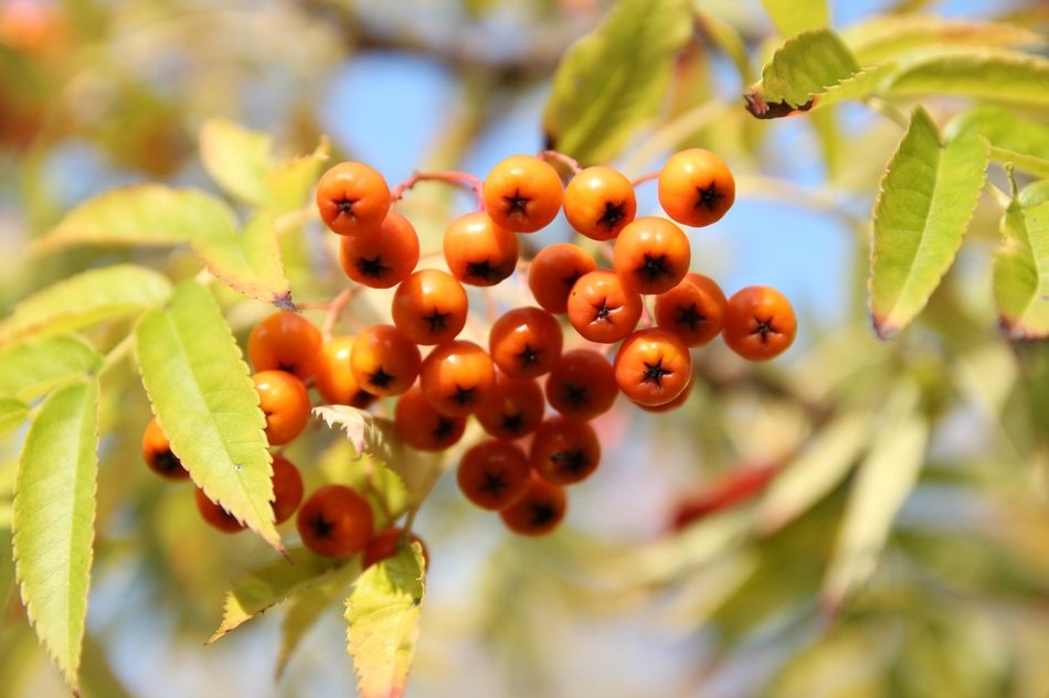 rowanberries in autumn
