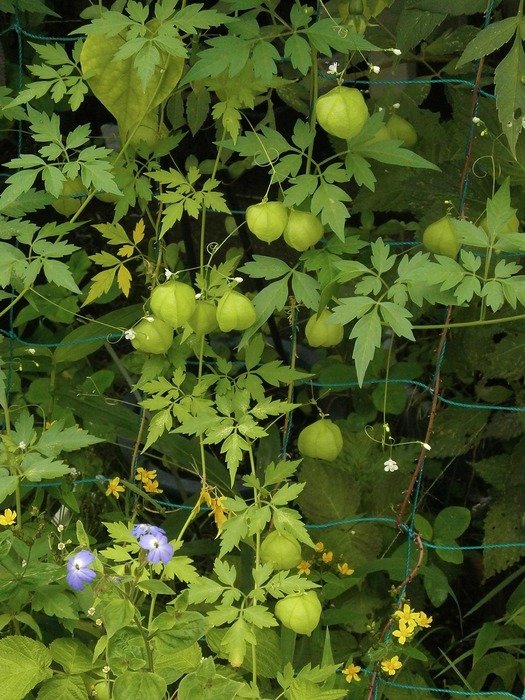 sapindus eyes on the bush