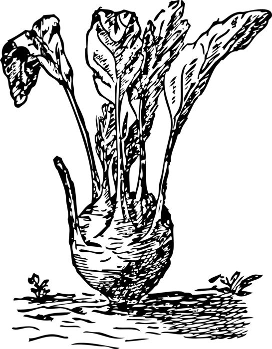 İllustration of kohlrabi