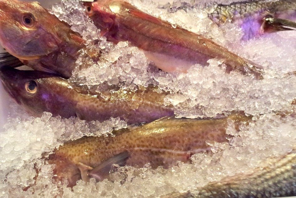 Fish in the ice on the counter