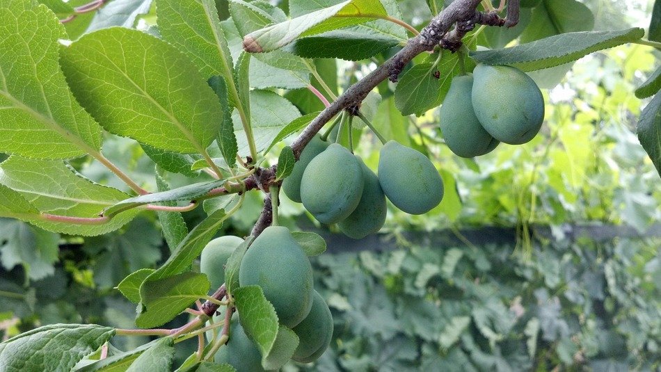 green prunes on a branch