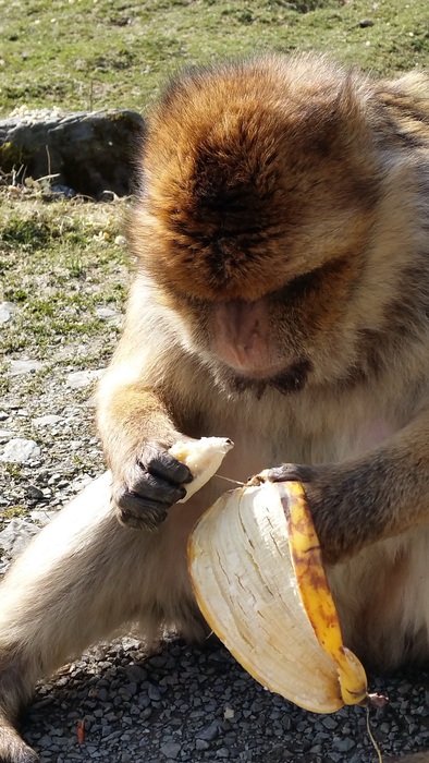 monkey with banana