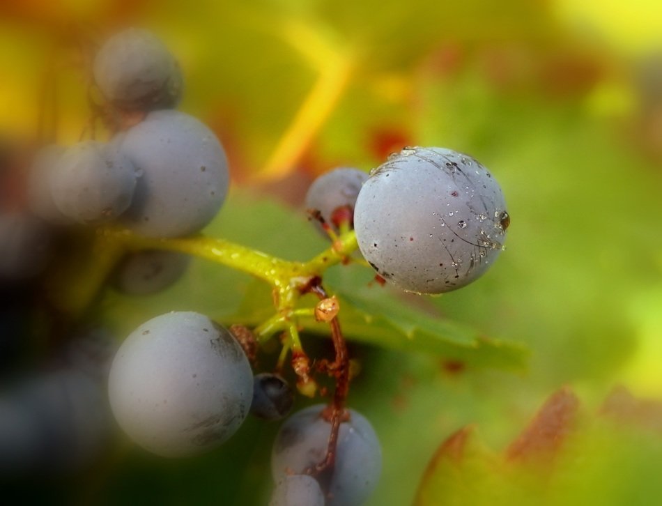 Macro photo of the grapes