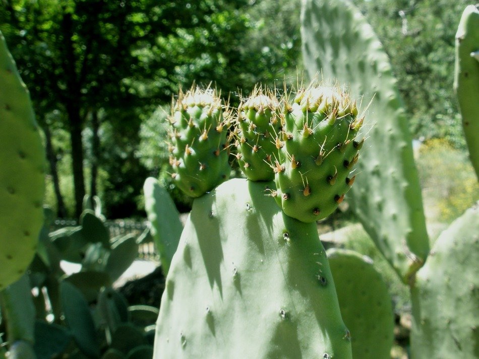 higera chumba fruit