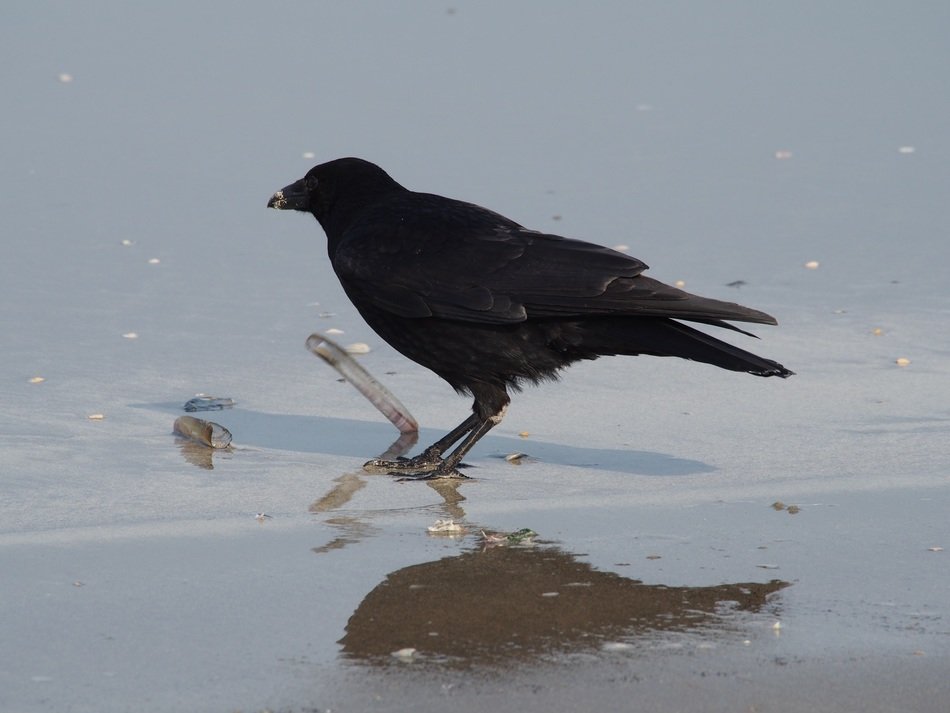 crow eats on the beach
