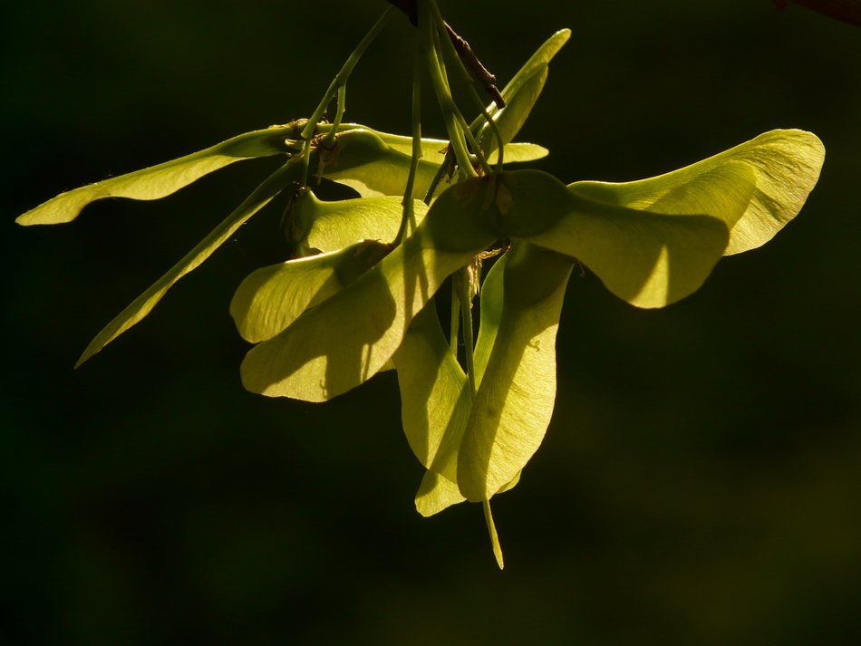 needles of the leaf maple