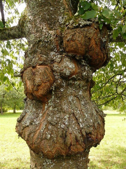 diseased tree