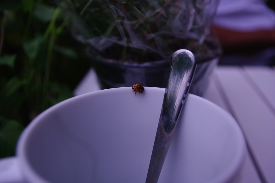 ladybug on purple cup outdoor