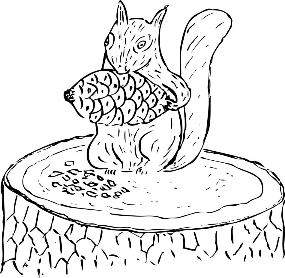 squirrel eating pine cone, illustration