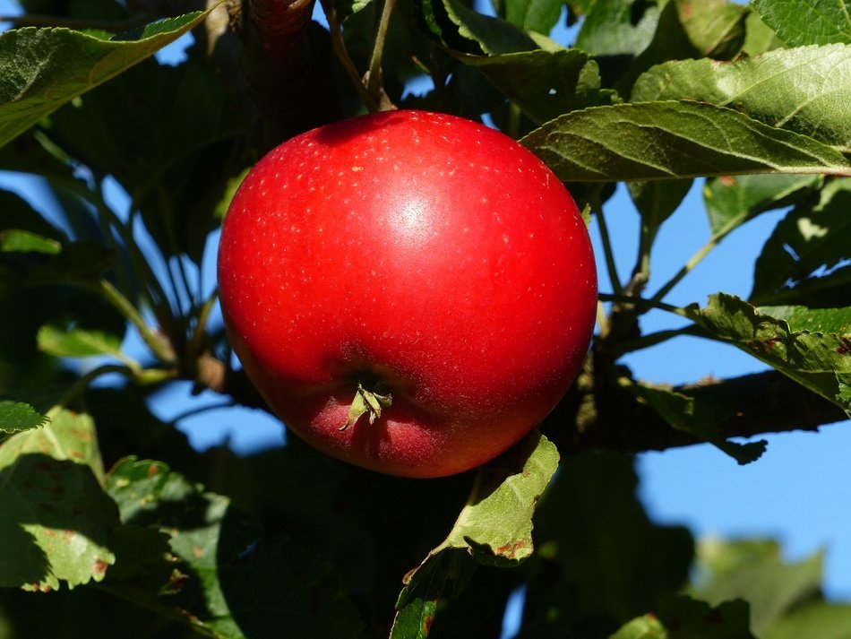 Red apple fruit on a tree branch