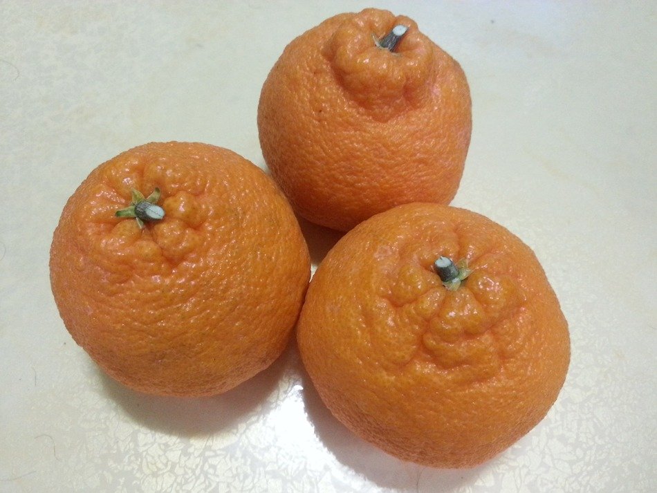oranges of jeju island