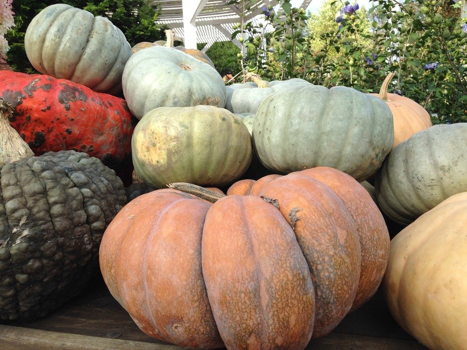 lot of varicoloured pumpkin