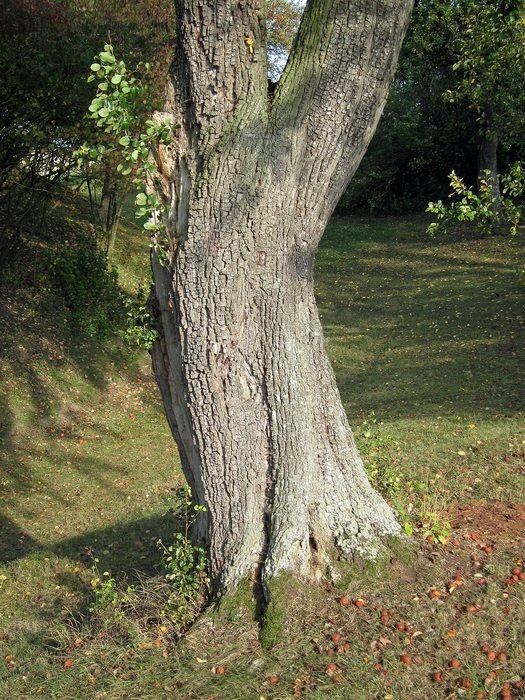 trunk of the fruit tree