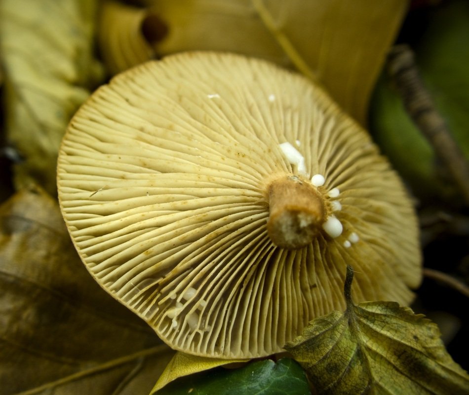 hat of a wild autumn fungus