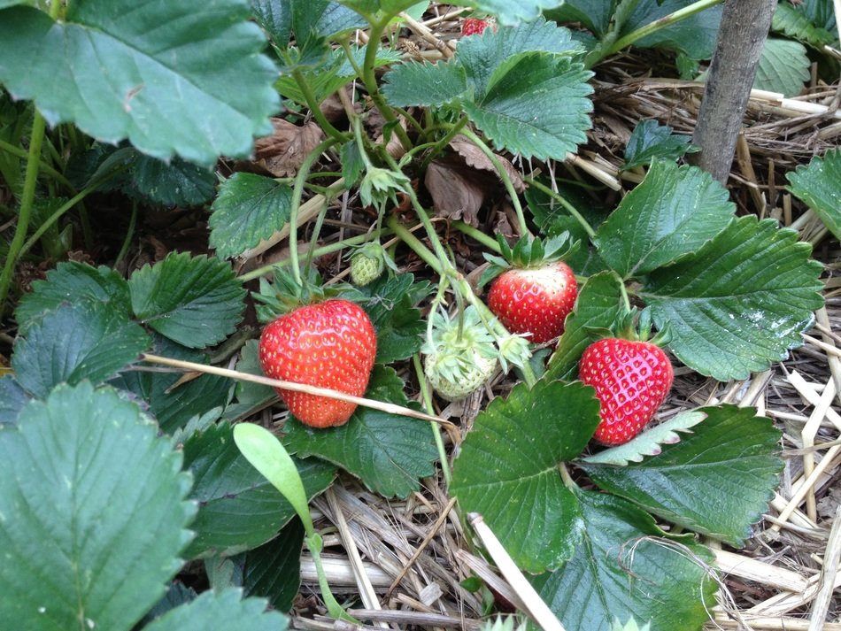 garden strawberry fruit