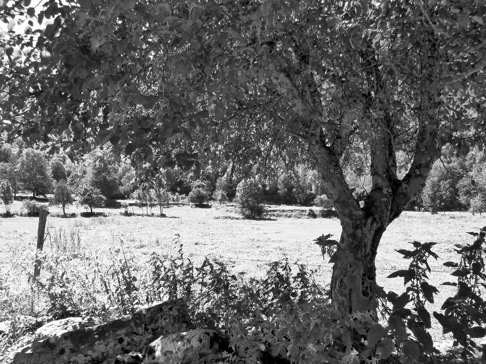 black and white photograph of a forest