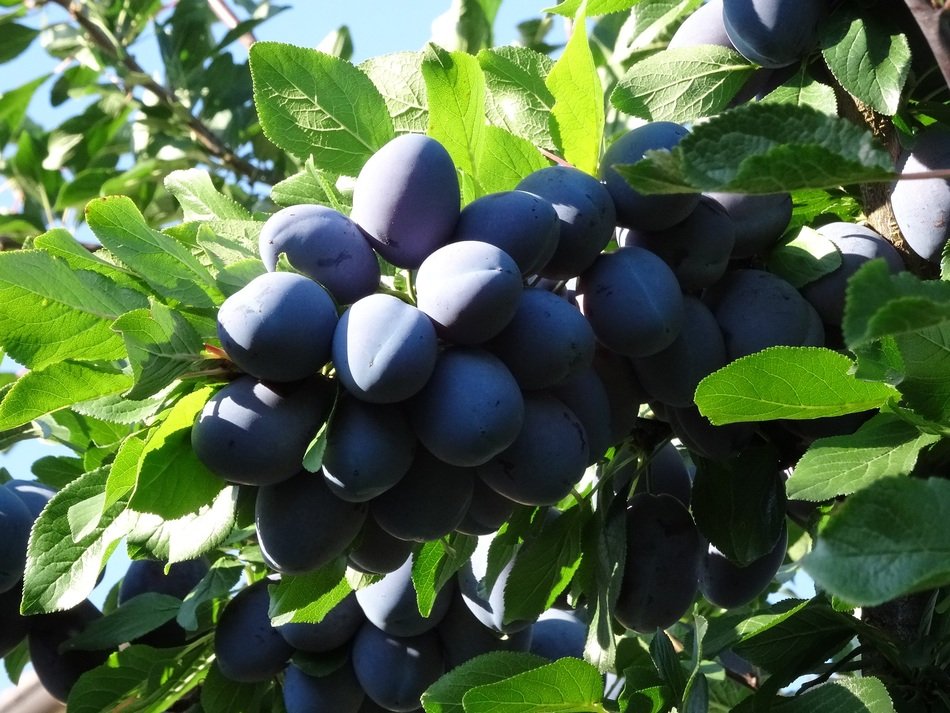 Plums on the tree in the orchard