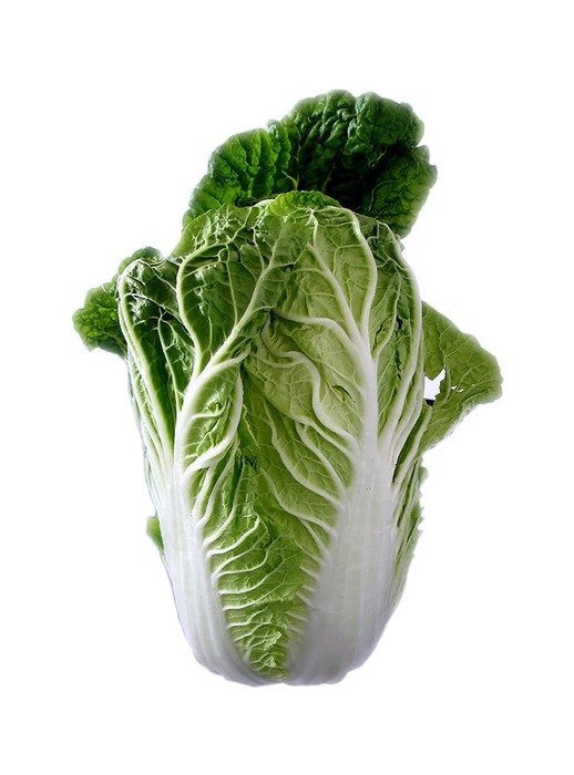 clipart of the chinese cabbage