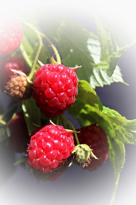 Harvest of the raspberry in the garden