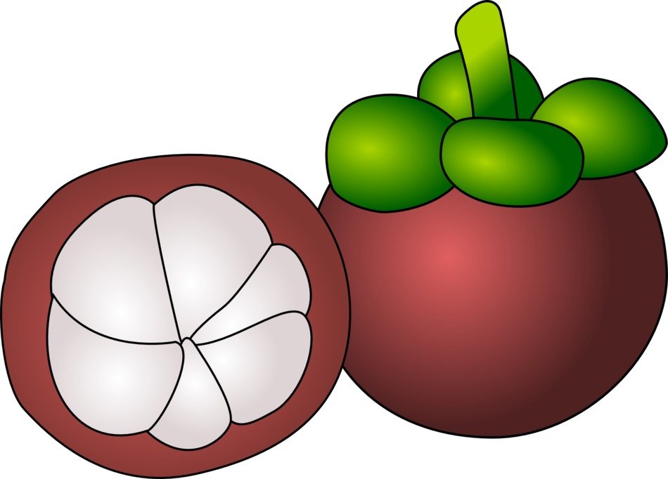 mangostein fruit drawing