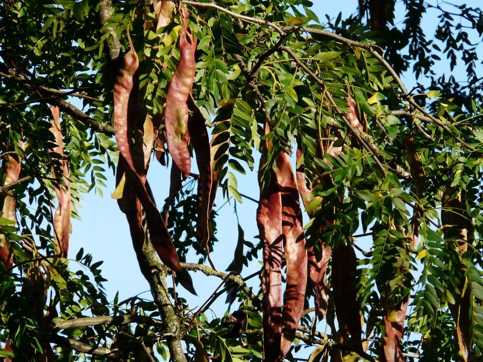 reddish seed pods of honey locust tree