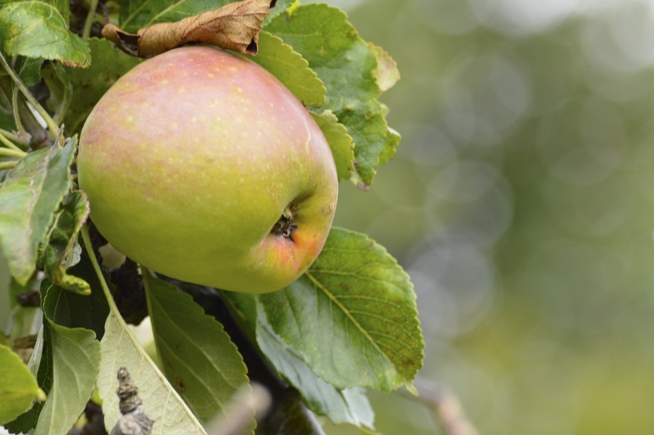 apple on branch in garden
