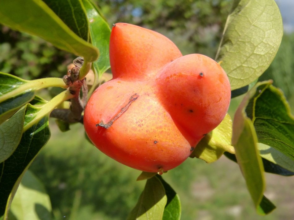 graceful orange fruit
