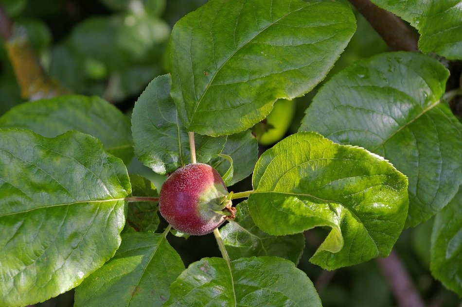 new red fruit on apple tree