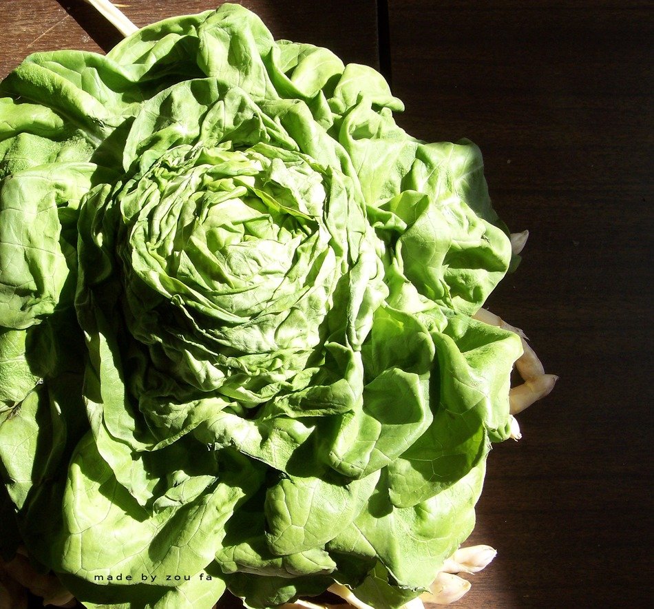 lettuce salad in the sunlight close up