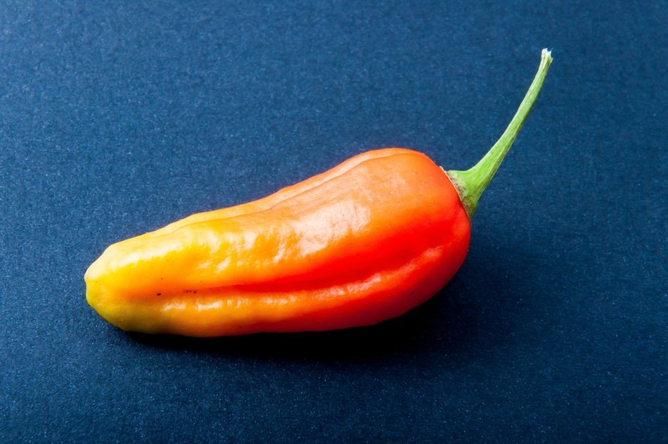 bright chili pepper on deep blue surface