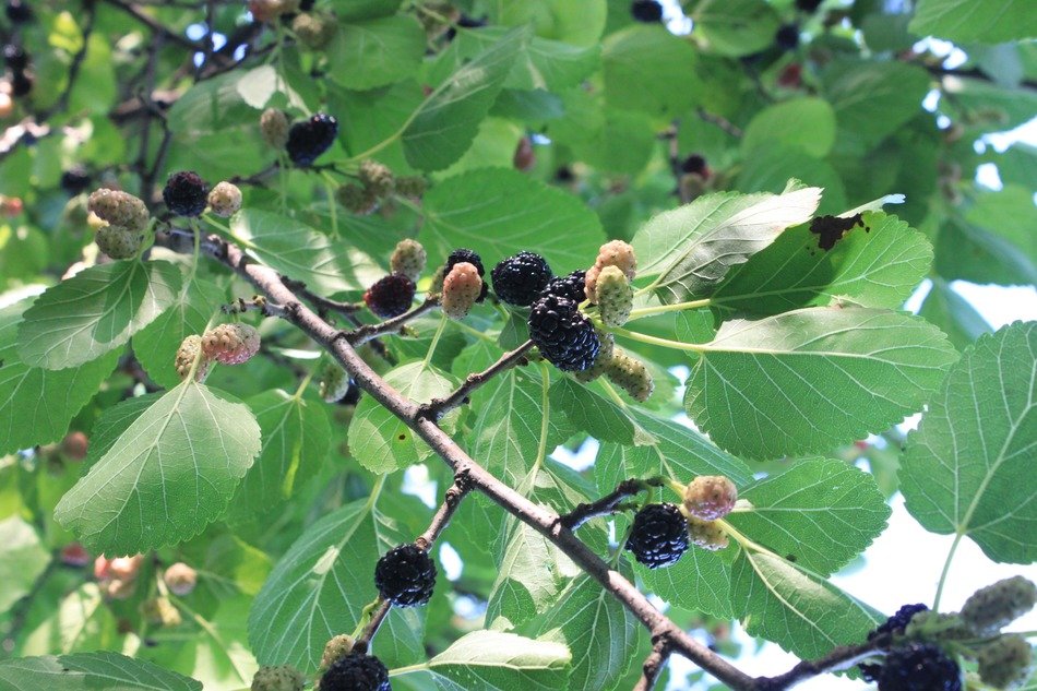 black fresh mulberry close-up