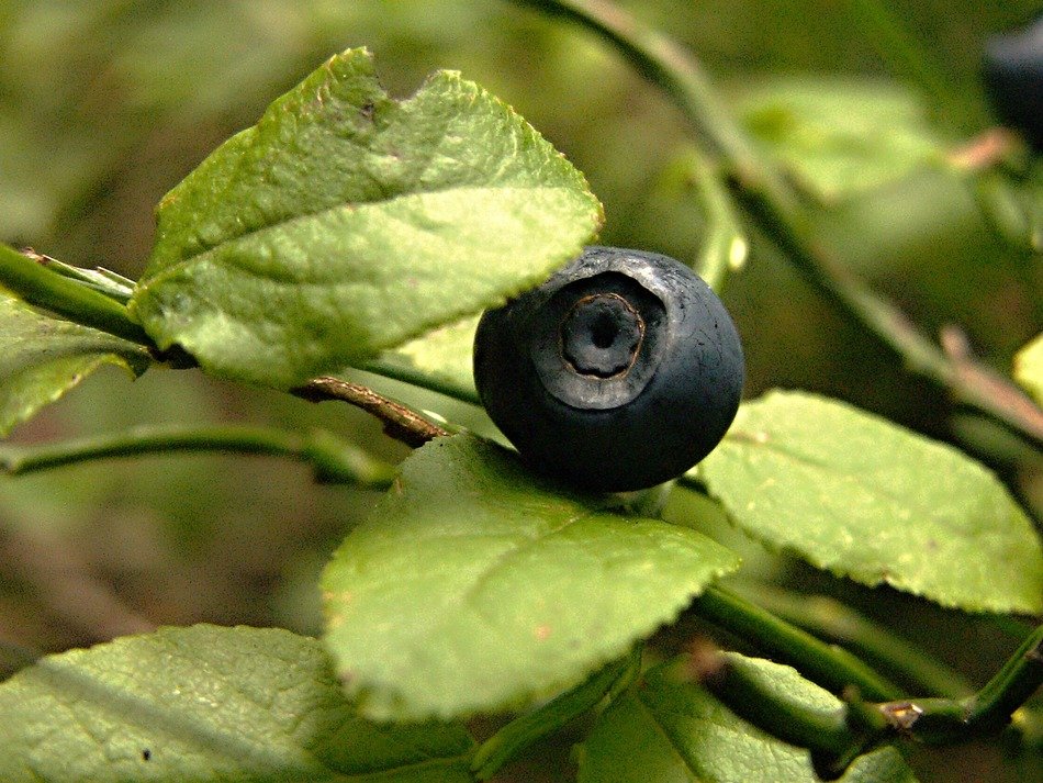 forest bilberry