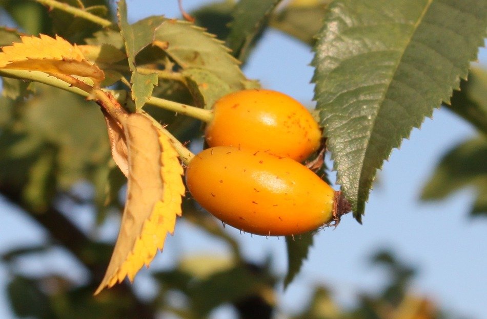 two orange rose hips on a green tree