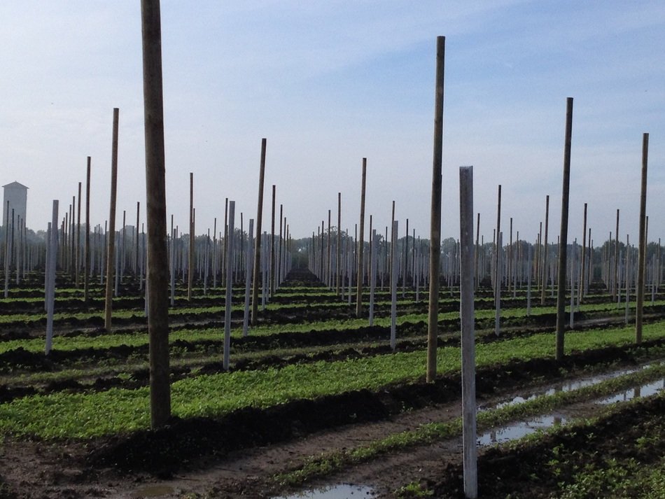 beds of fruit on the plantation