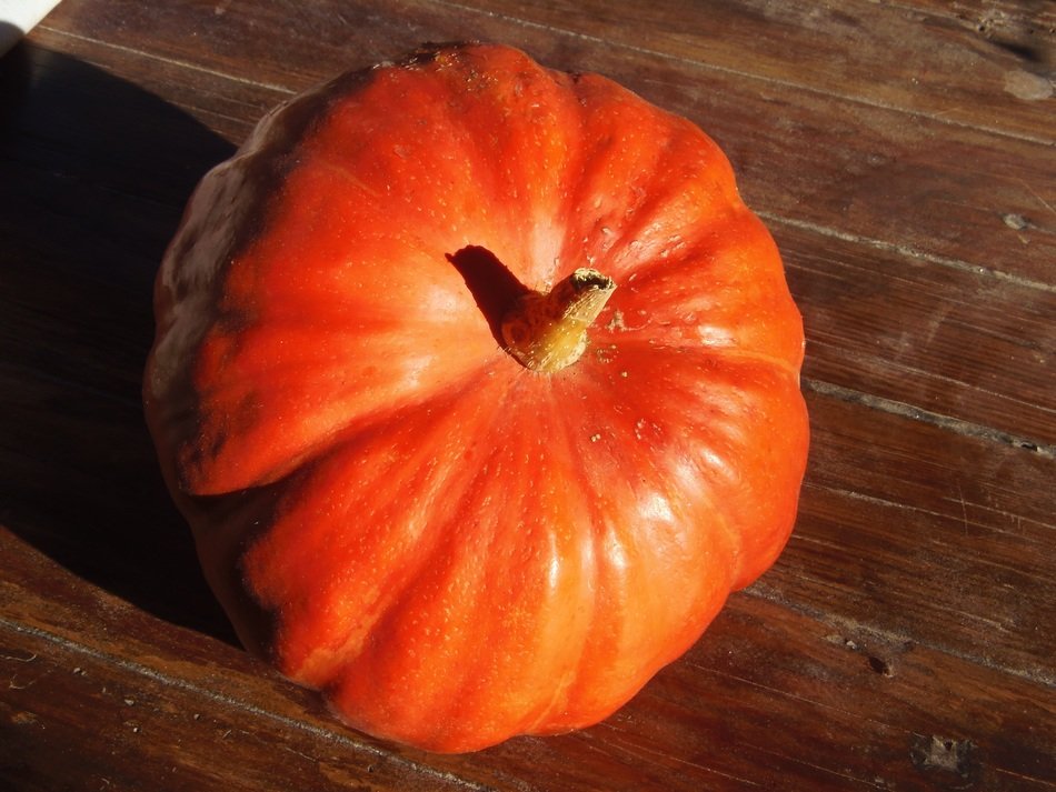 bright round pumpkin at sunlight