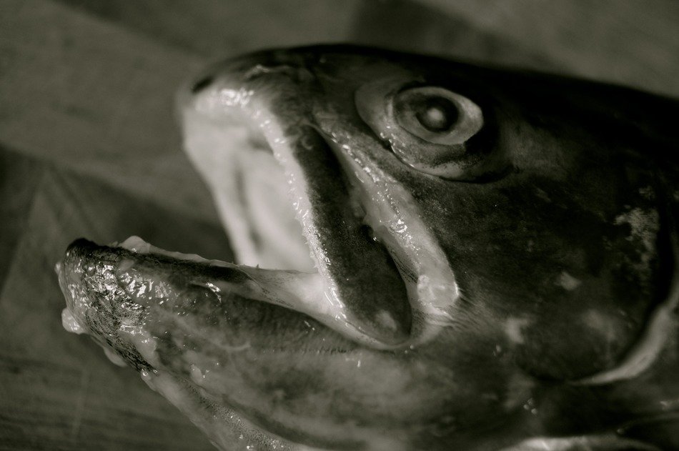 fish slaughtered