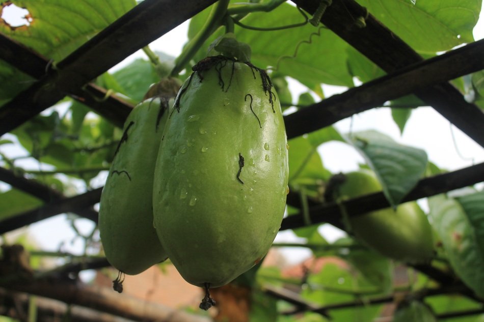 green passiflora quadrangularis fruit