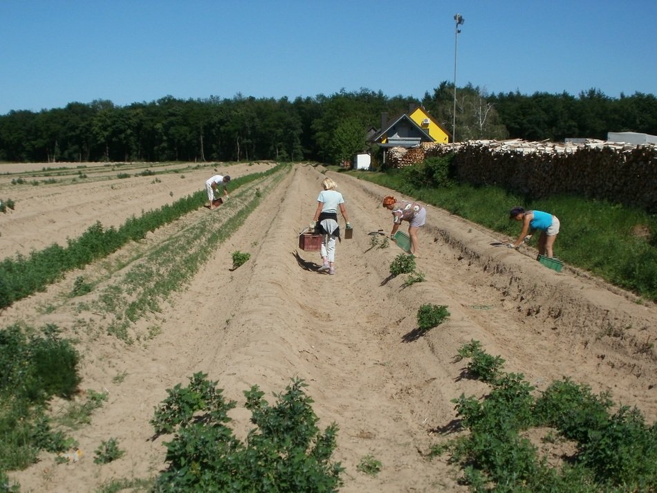 collection of asparagus in Schwetzingen