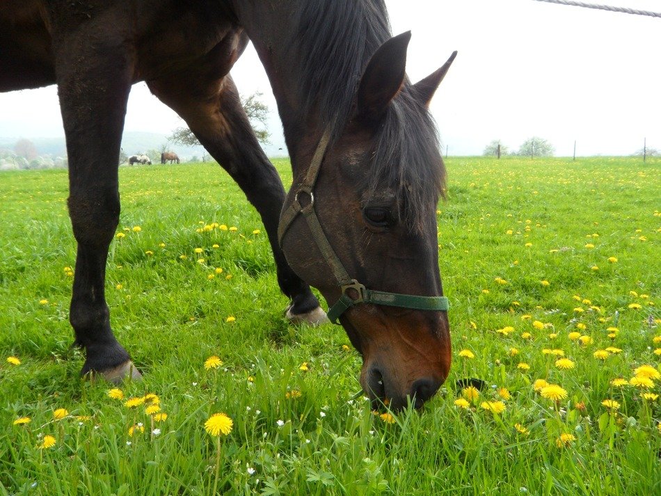 Black horse on green grass with dandelions