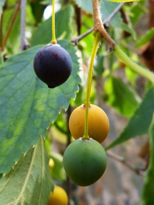 hackberry lledo