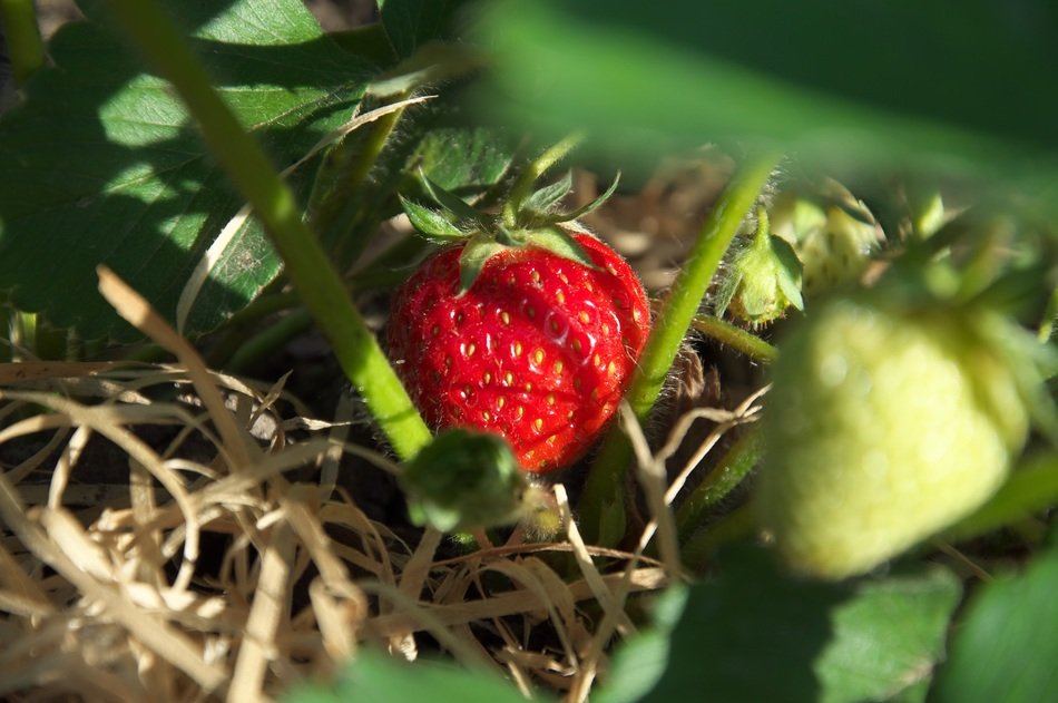 strawberries on a bush close-up