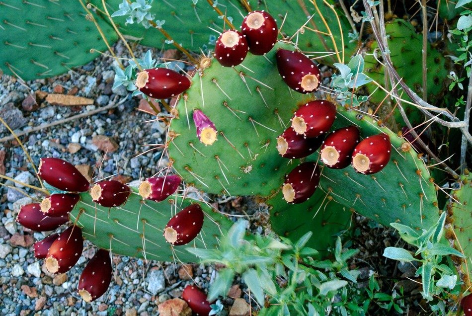 desert tucson cactus